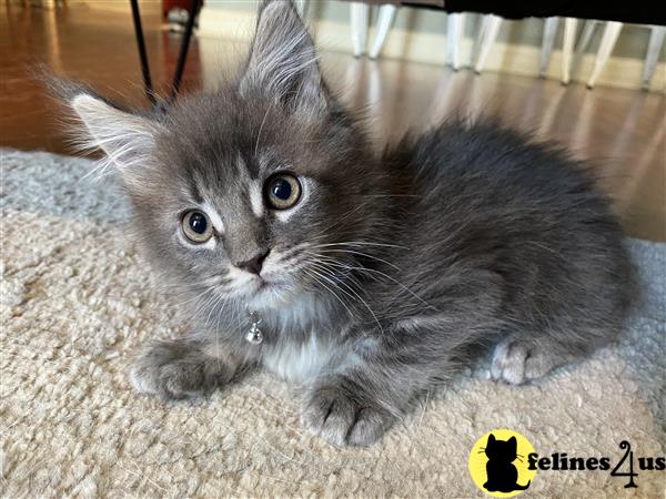 Maine Coon kitten for sale