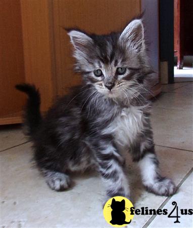 Maine Coon kitten for sale