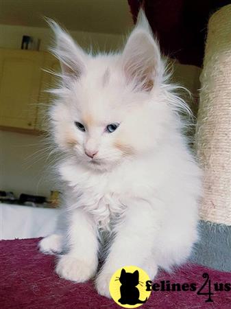 Maine Coon kitten for sale