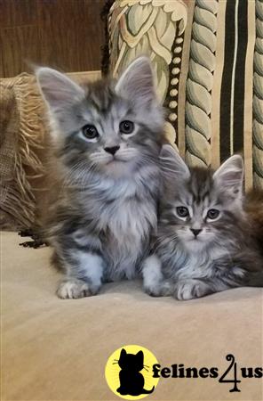 Maine Coon kitten for sale