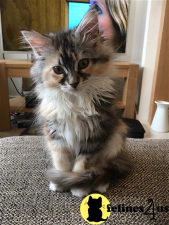 Maine Coon kitten for sale