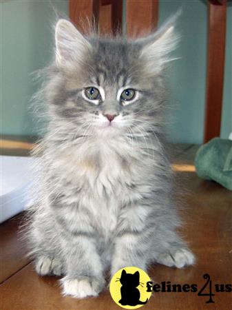 Maine Coon kitten for sale