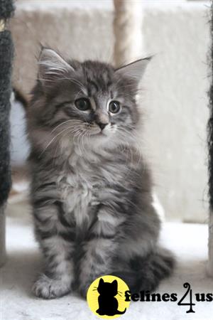 Maine Coon kitten for sale