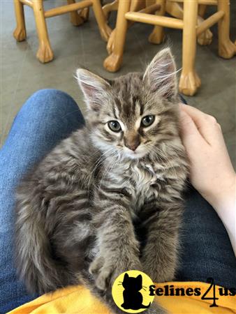 Maine Coon kitten for sale