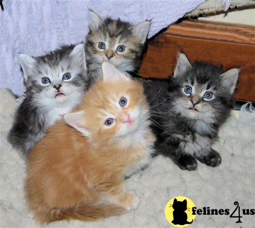 Maine Coon kitten for sale