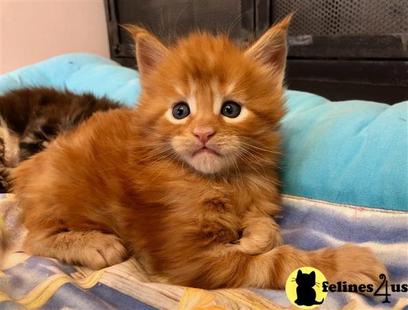 Maine Coon kitten for sale