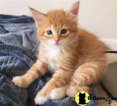 Maine Coon kitten for sale