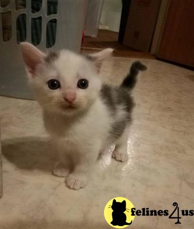 Munchkin kitten for sale