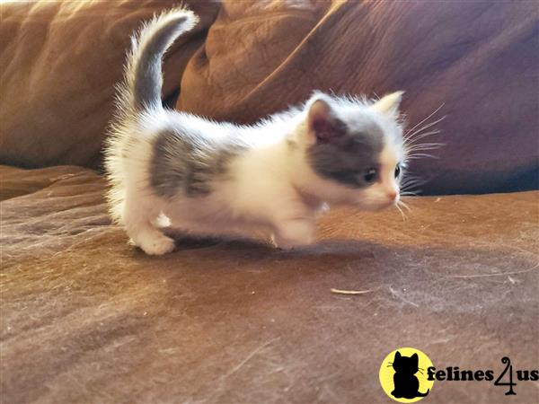 Munchkin kitten for sale