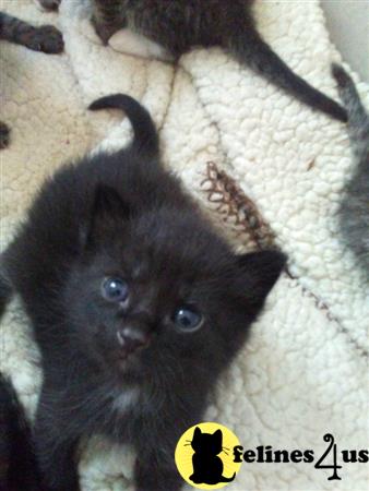 Munchkin kitten for sale