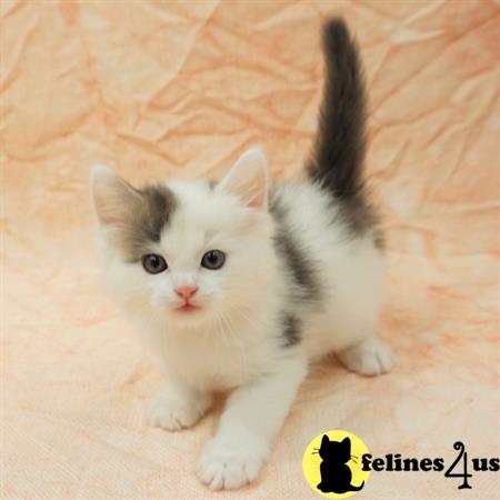 Munchkin kitten for sale