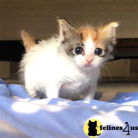 Munchkin kitten for sale