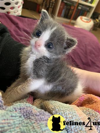 Munchkin kitten for sale