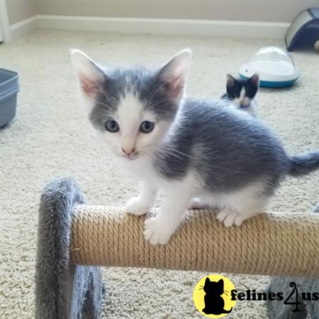 Munchkin kitten for sale