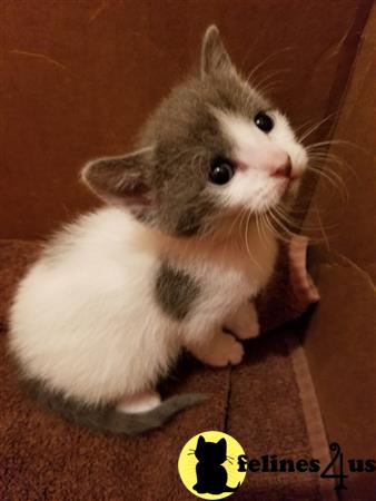 Munchkin kitten for sale