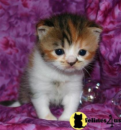 Munchkin kitten for sale