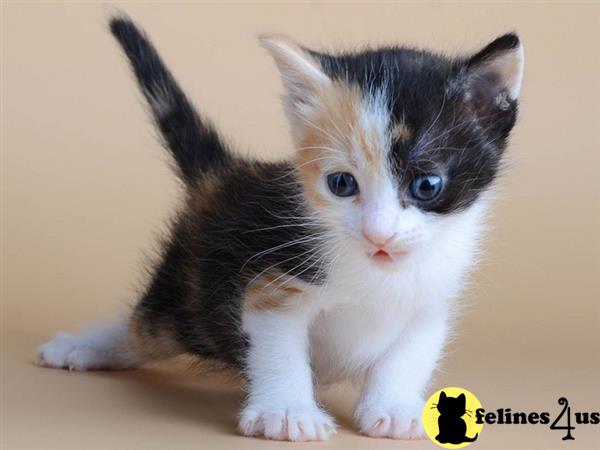 Munchkin kitten for sale