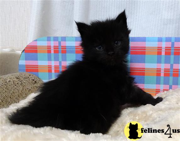 Munchkin kitten for sale