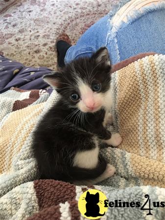 Munchkin kitten for sale