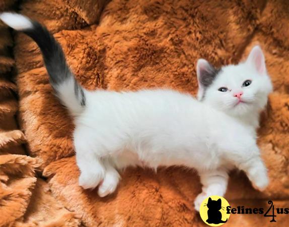 Munchkin kitten for sale