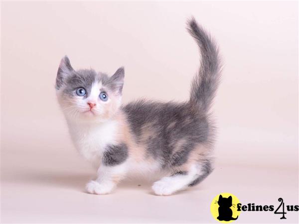 Munchkin kitten for sale