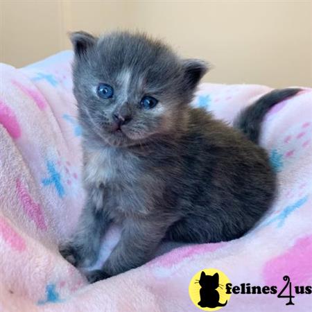 Munchkin kitten for sale