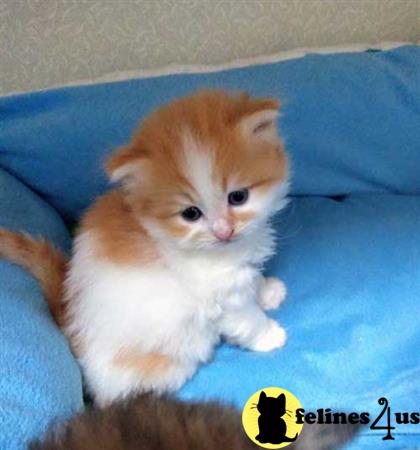 Munchkin kitten for sale