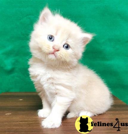 Munchkin kitten for sale