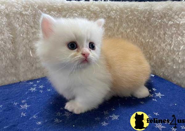 Munchkin kitten for sale