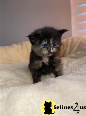 Munchkin kitten for sale