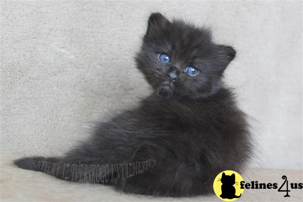 Munchkin kitten for sale