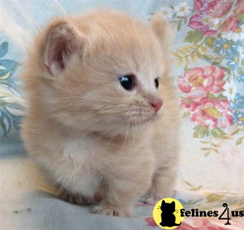 Munchkin kitten for sale