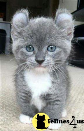 Munchkin kitten for sale