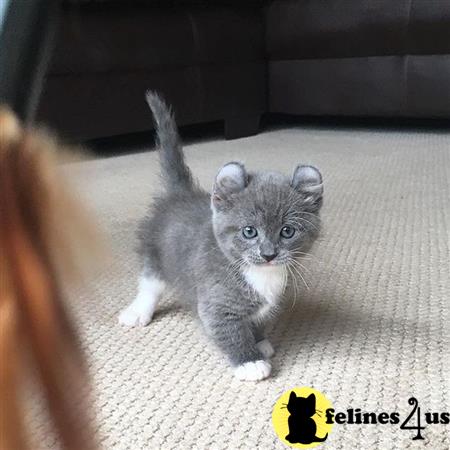 Munchkin kitten for sale