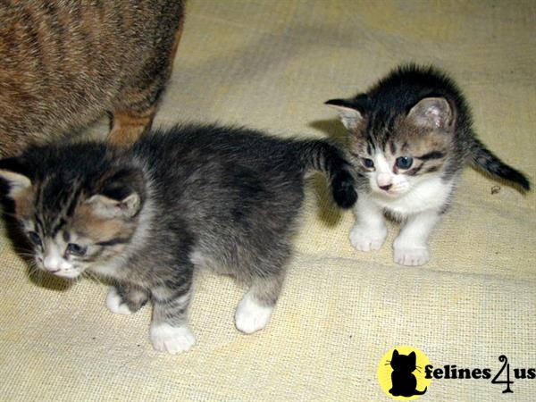 Munchkin kitten for sale