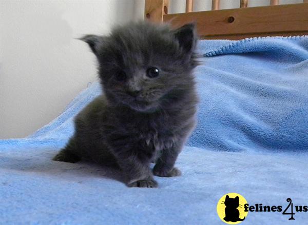 Munchkin kitten for sale