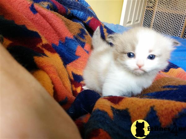 Munchkin kitten for sale