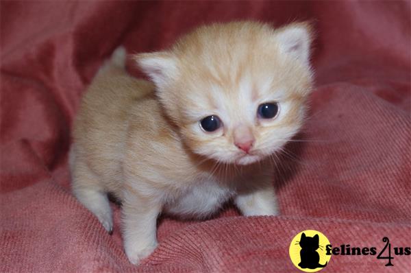 Munchkin kitten for sale