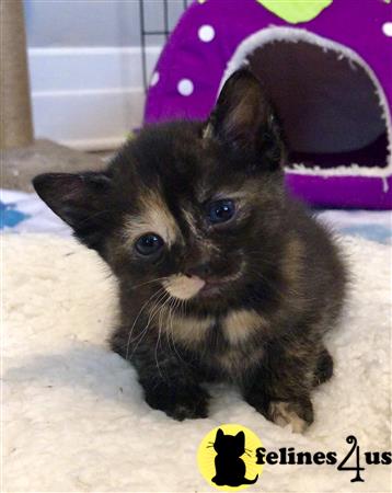 Munchkin kitten for sale