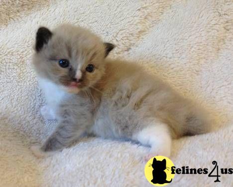 Munchkin kitten for sale