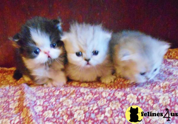 Munchkin kitten for sale