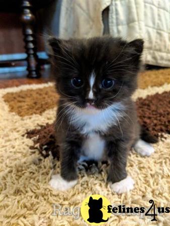 Munchkin kitten for sale