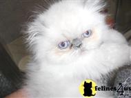 himalayan kitten posted by Vivalia