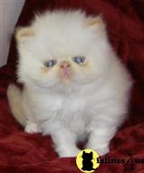 himalayan kitten posted by Vivalia
