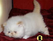 himalayan cat posted by Vivalia