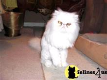 persian cat posted by Vivalia