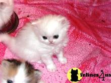 persian kitten posted by Vivalia