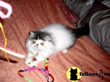 persian kitten posted by Vivalia