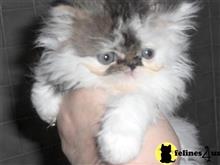 persian kitten posted by Vivalia