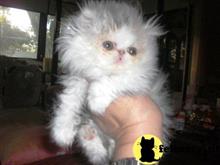 persian kitten posted by Vivalia